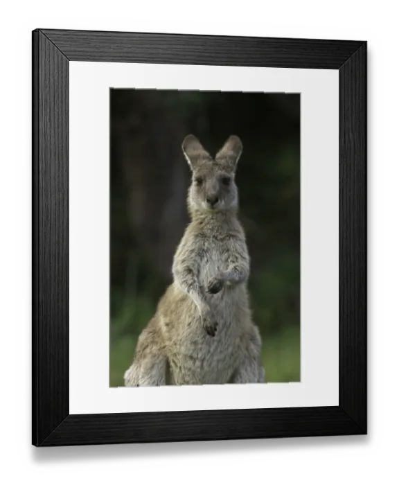 Framed Print : Eastern Grey kangaroo male joey Framed Print : Eastern Grey kangaroo male joey
