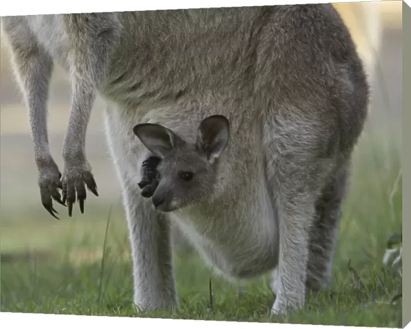 Curious joey in mothers pouch