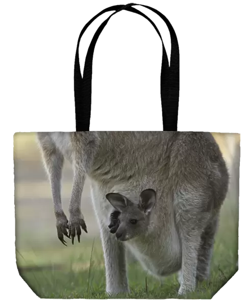 Curious joey in mothers pouch