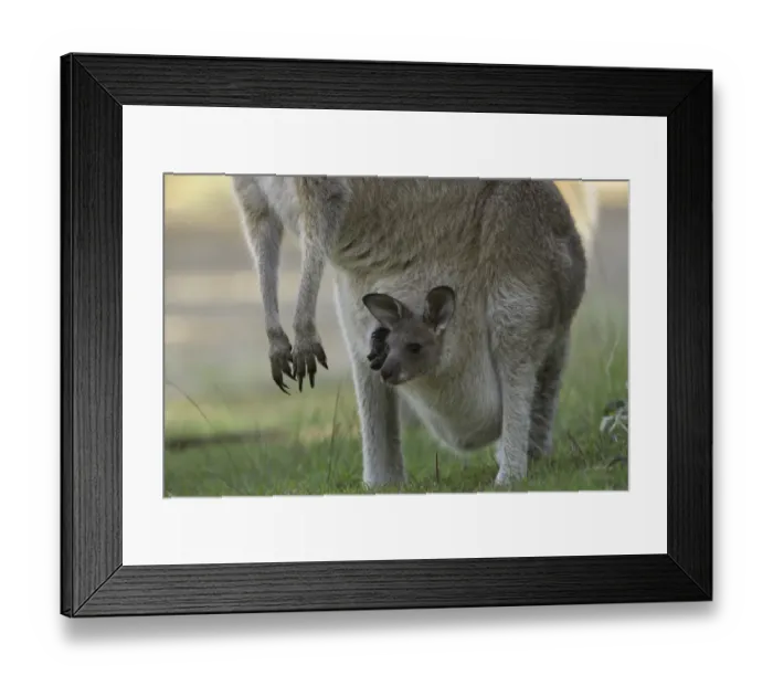 Framed Print : Curious joey in mothers pouch Framed Print : Curious joey in mothers pouch