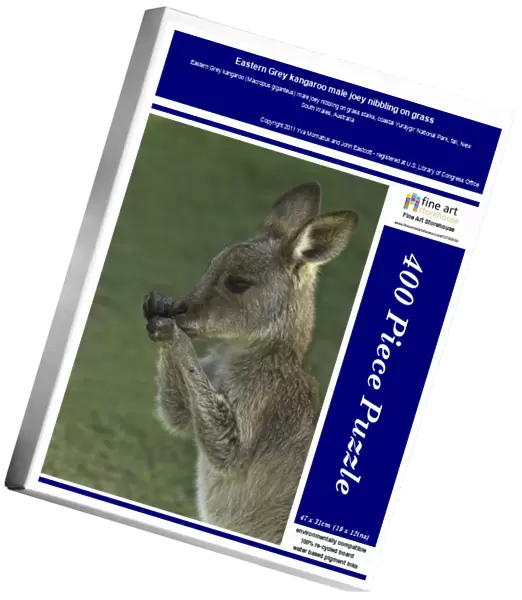 Eastern Grey kangaroo male joey nibbling on grass