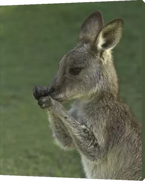 Eastern Grey kangaroo male joey nibbling on grass