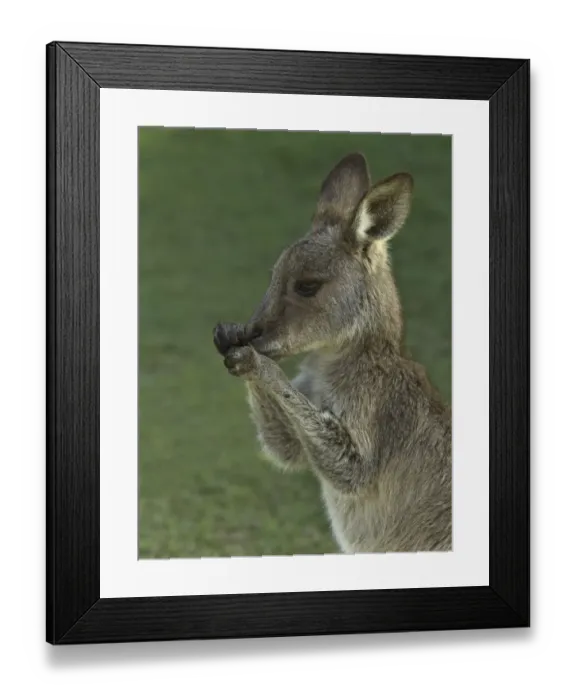 Framed Print : Eastern Grey kangaroo male joey nibbling on grass Framed Print : Eastern Grey kangaroo male joey nibbling on grass