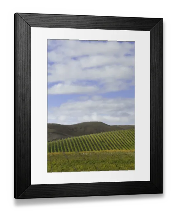 Framed Print : Rows of grape plants in vineyard