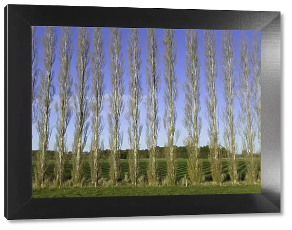 Poplar trees planted as windbreaker, New Zealand