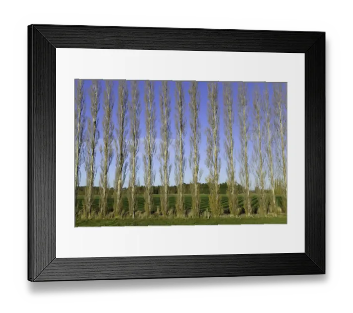 Framed Print : Poplar trees planted as windbreaker, New Zealand Framed Print : Poplar trees planted as windbreaker, New Zealand