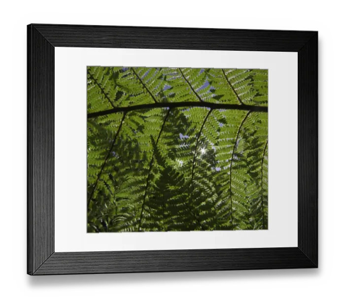 Framed Print : Detail of ponga tree, New Zealand Framed Print : Detail of ponga tree, New Zealand