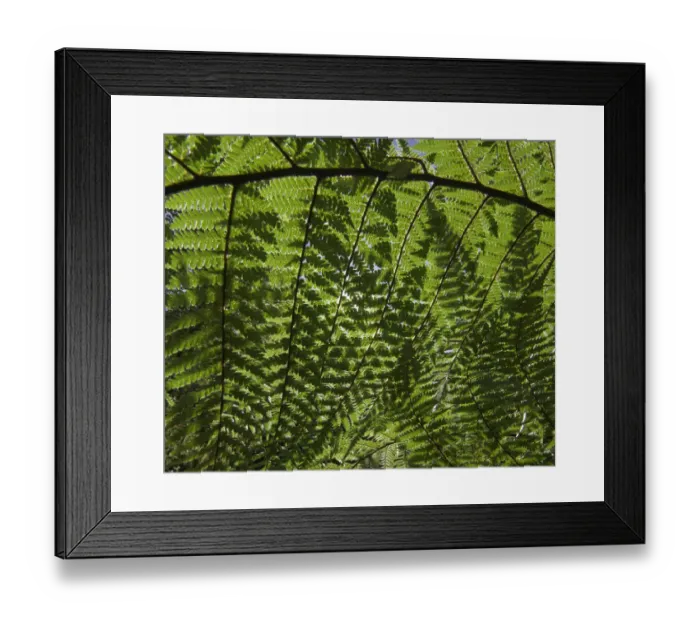 Framed Print : Detail of ponga tree, New Zealand Framed Print : Detail of ponga tree, New Zealand