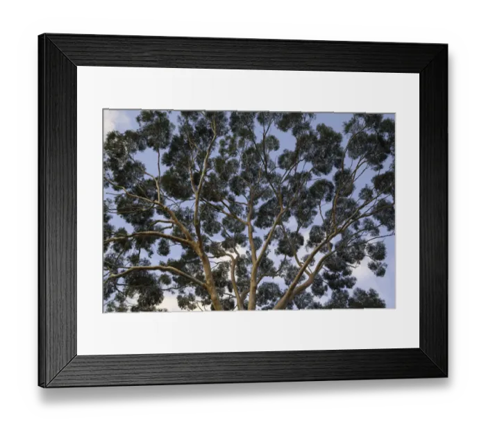 Framed Print : Eucalyptus tree trunk canopy, evening, Australia Framed Print : Eucalyptus tree trunk canopy, evening, Australia