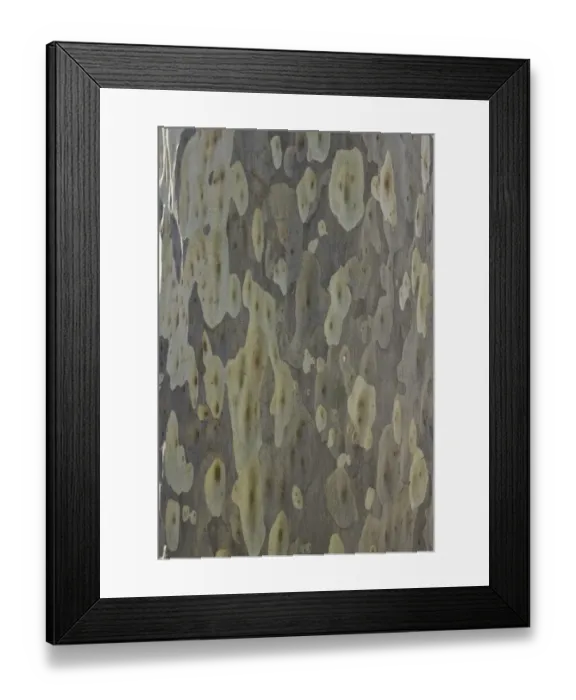 Framed Print : Spotted gum tree trunk, Australia