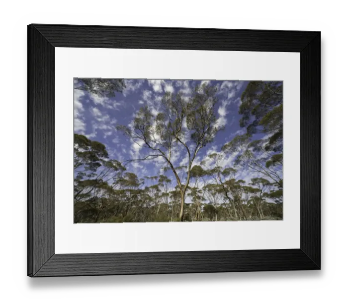 Framed Print : Eucalyptus trees and dramatic clouds, Australia Framed Print : Eucalyptus trees and dramatic clouds, Australia