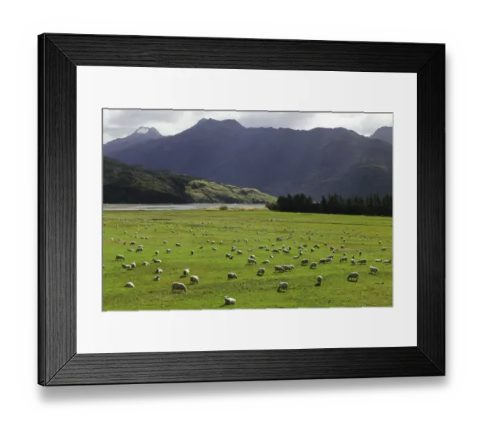 Framed Print : pasture with sheep grazing, New Zealand Framed Print : pasture with sheep grazing, New Zealand