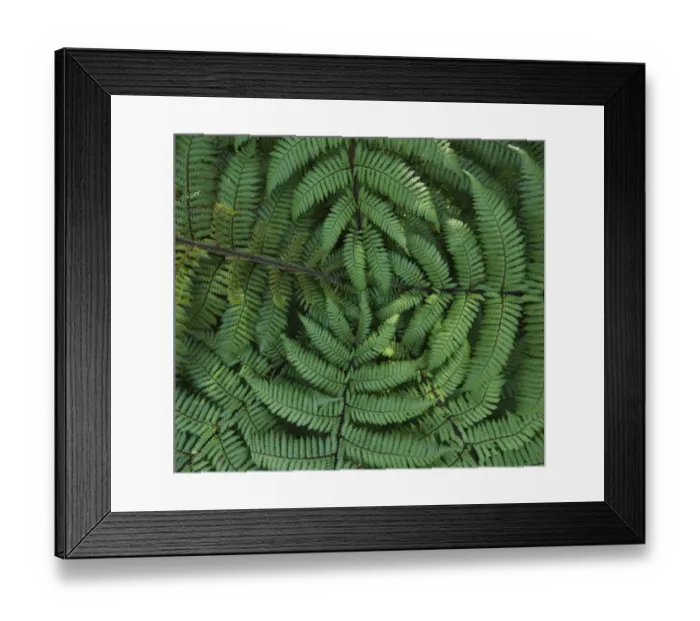 Framed Print : Detail of ponga tree, , New Zealand Framed Print : Detail of ponga tree, , New Zealand