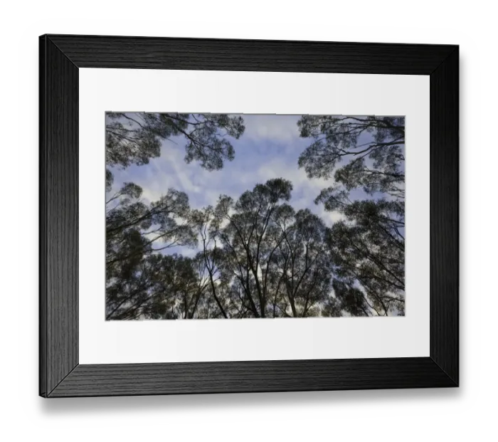Framed Print : Eucalyptus trees against morning clouds, Australia Framed Print : Eucalyptus trees against morning clouds, Australia