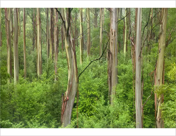 eucalypts rainforest, Great Otway N. P. Australia