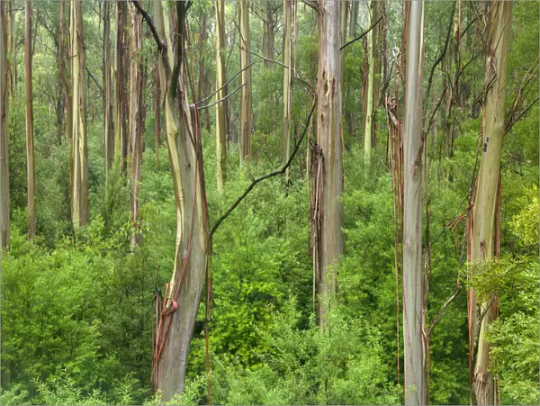 eucalypts rainforest, Great Otway N. P. Australia