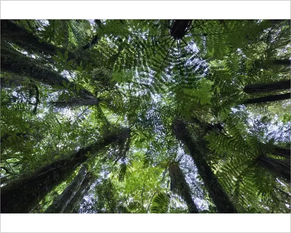 Canopies of ponga trees, New Zealand