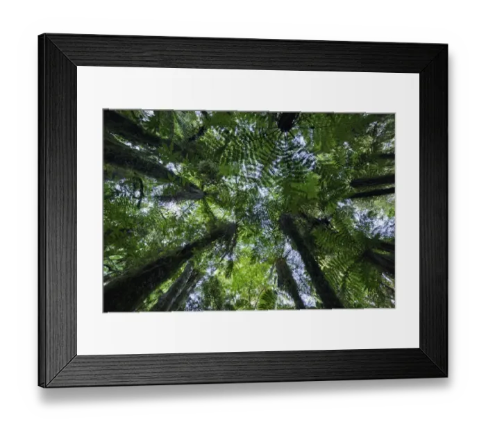 Framed Print : Canopies of ponga trees, New Zealand Framed Print : Canopies of ponga trees, New Zealand