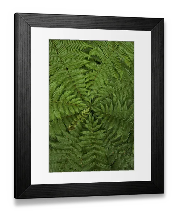 Framed Print : detail of young ponga fern tree, New Zealand