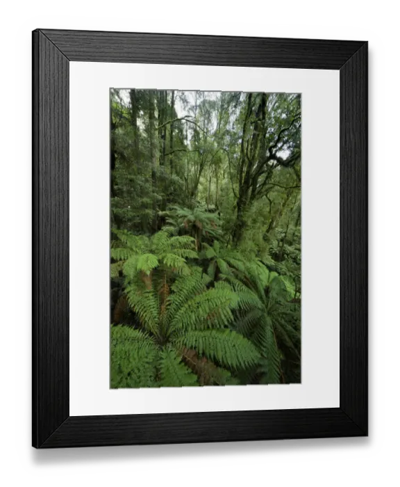 Framed Print : Rainforest, Great Otway National Park, Australia Framed Print : Rainforest, Great Otway National Park, Australia