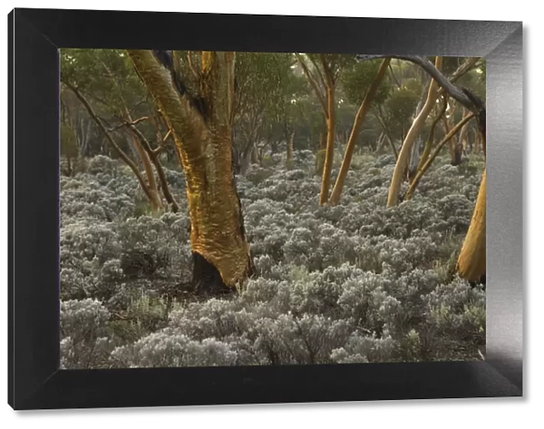 Eucalyptus salubris trees, Australia