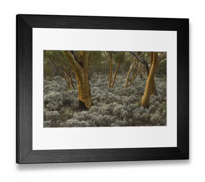 Framed Print : Eucalyptus salubris trees, Australia Framed Print : Eucalyptus salubris trees, Australia