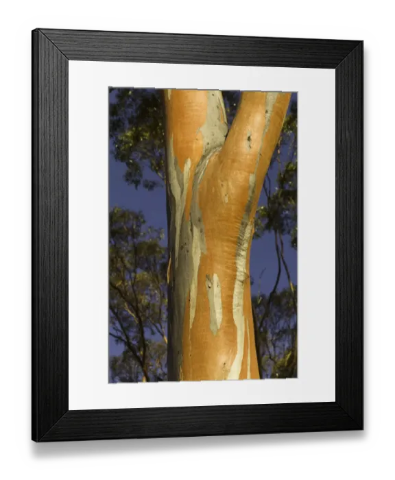 Framed Print : Eucalyptus tree, Australia