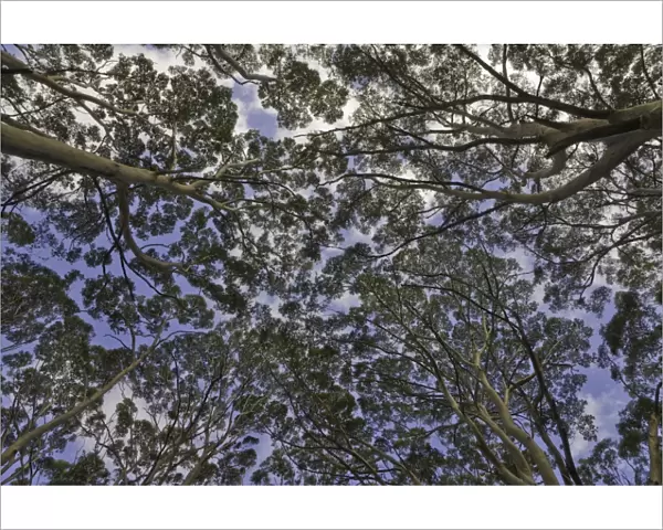 Canopies of old growth tall Karri trees, Australia