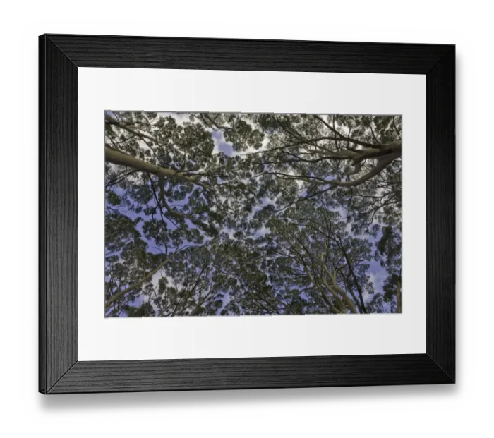 Framed Print : Canopies of old growth tall Karri trees, Australia Framed Print : Canopies of old growth tall Karri trees, Australia