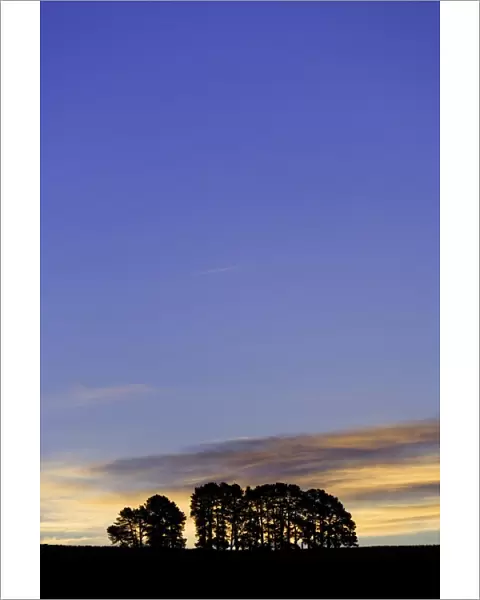 Pine trees (Pinus sp. ) on ridge, dusk