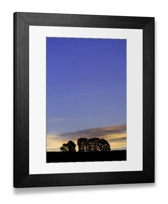 Framed Print : Pine trees (Pinus sp. ) on ridge, dusk Framed Print : Pine trees (Pinus sp. ) on ridge, dusk