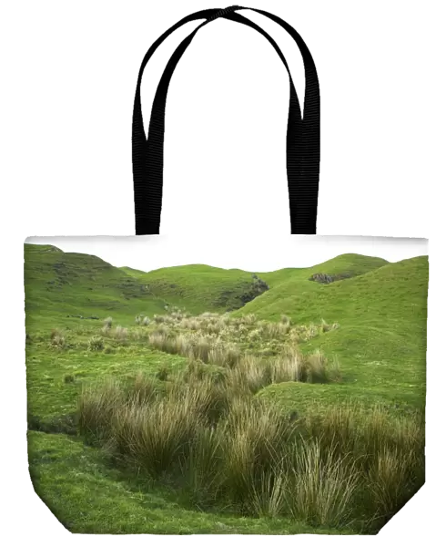 Hilly pasture with tussock grass, dusk