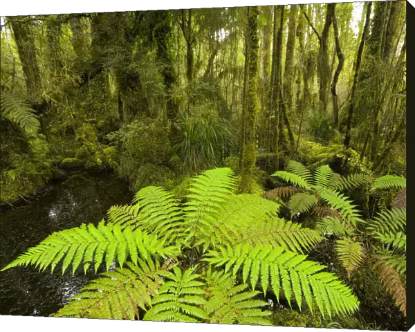 Native forest with fern in foreground