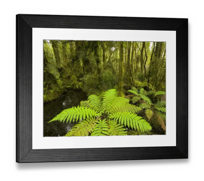 Framed Print : Native forest with fern in foreground Framed Print : Native forest with fern in foreground