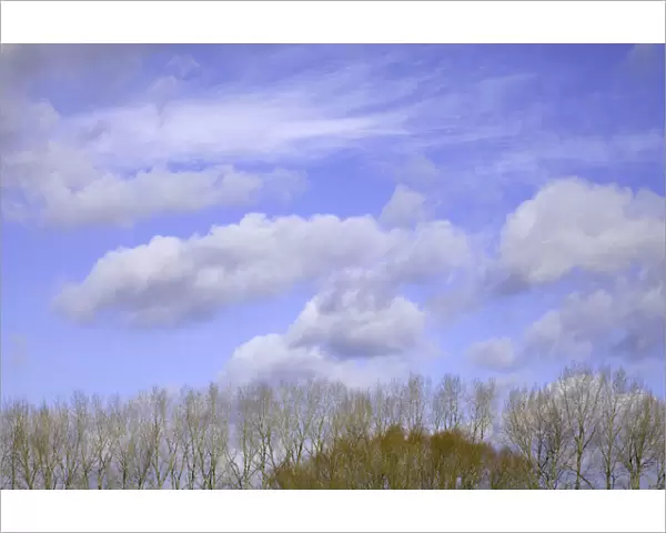 Cumulus clouds and trees, winter