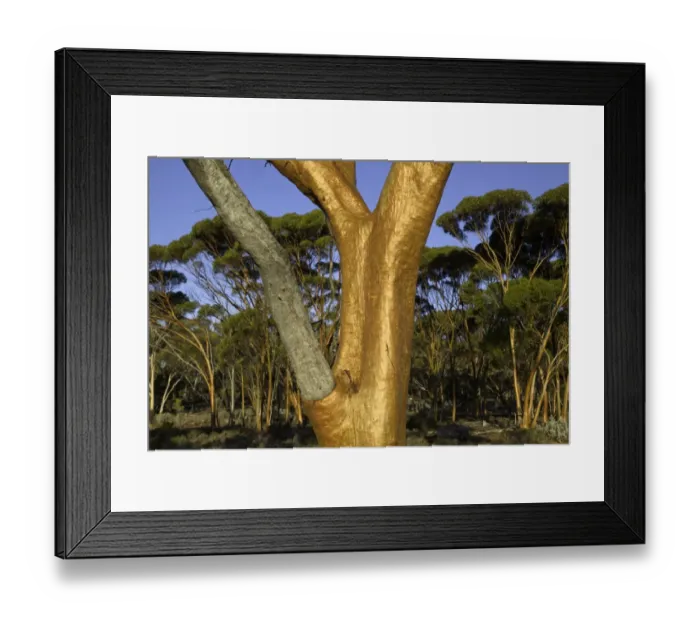Framed Print : Eucalyptus salubris trees in evening, Australia Framed Print : Eucalyptus salubris trees in evening, Australia