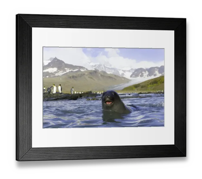 Framed Print : Antarctic fur seal in sea, king penguins on shore in background Framed Print : Antarctic fur seal in sea, king penguins on shore in background