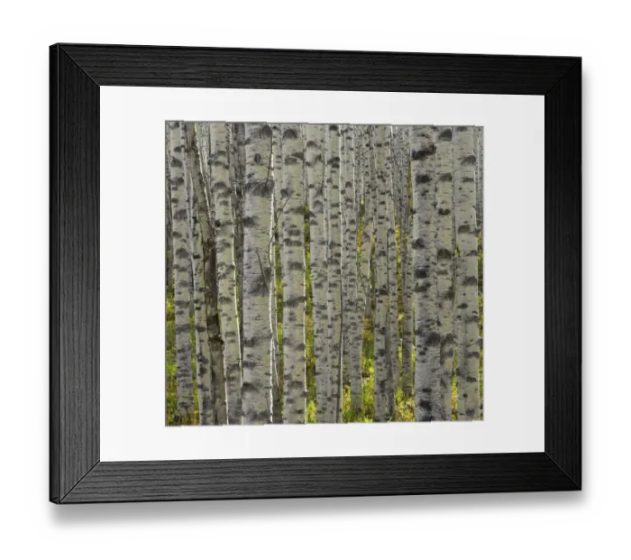 Framed Print : USA, Colorado, aspen grove, close-up of trunks