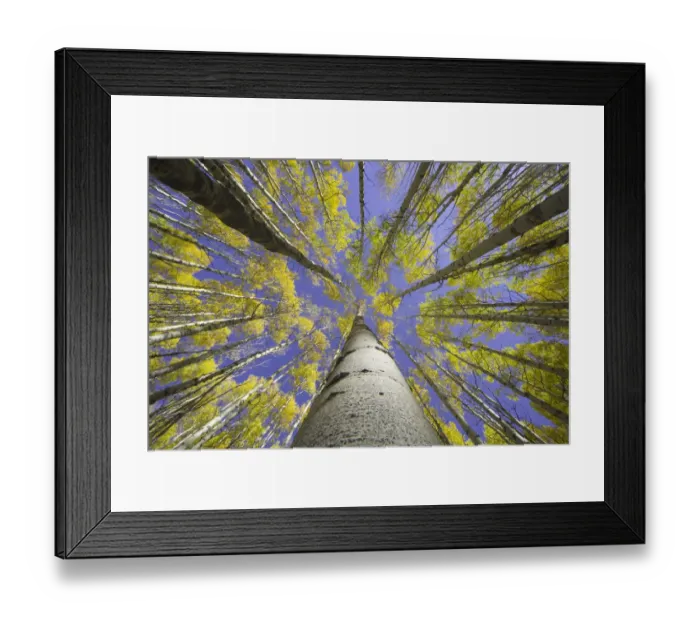 Framed Print : USA, Colorado, autumnal aspen grove, low angle view (focus on trunk) Framed Print : USA, Colorado, autumnal aspen grove, low angle view (focus on trunk)