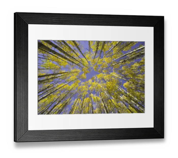 Framed Print : USA, Colorado, autumnal aspen grove, low angle view Framed Print : USA, Colorado, autumnal aspen grove, low angle view