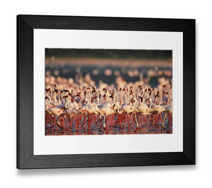 Framed Print : Lesser flamingos walking and feeding on algae at edge of alkaline lake Framed Print : Lesser flamingos walking and feeding on algae at edge of alkaline lake