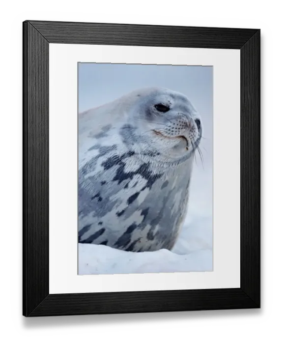 Framed Print : Weddell seal (Leptonychotes weddellii) on ice, close-up Framed Print : Weddell seal (Leptonychotes weddellii) on ice, close-up