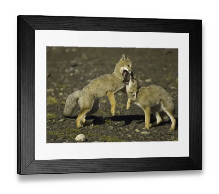 Framed Print : Patagonia foxes, Chile