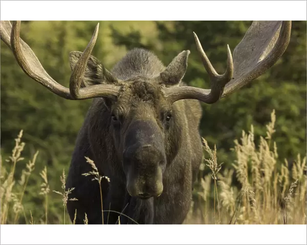 Moose bull with antlers, Chugach State Park, Alaska