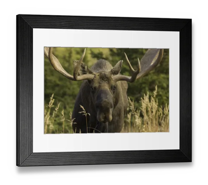 Framed Print : Moose bull with antlers, Chugach State Park, Alaska Framed Print : Moose bull with antlers, Chugach State Park, Alaska