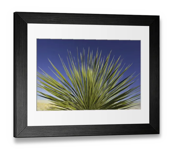 Framed Print : Yucca plant, White Sands National Monument, NM