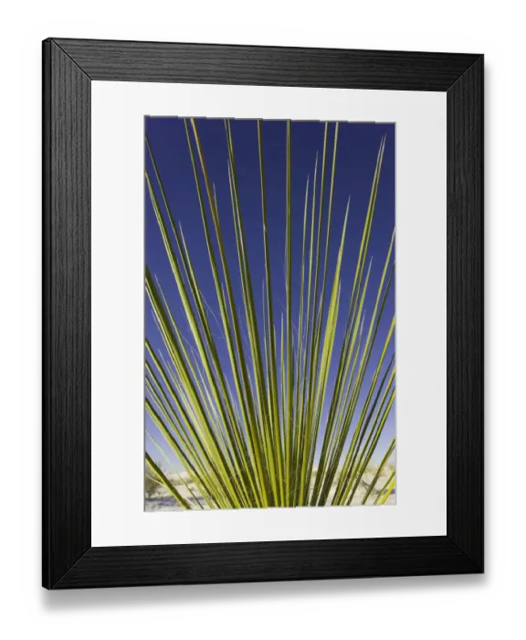 Framed Print : yucca plant, White Sands National Monument, NM Framed Print : yucca plant, White Sands National Monument, NM
