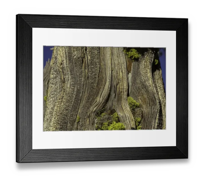 Framed Print : Juniper tree, Yosemite National Park, California Framed Print : Juniper tree, Yosemite National Park, California