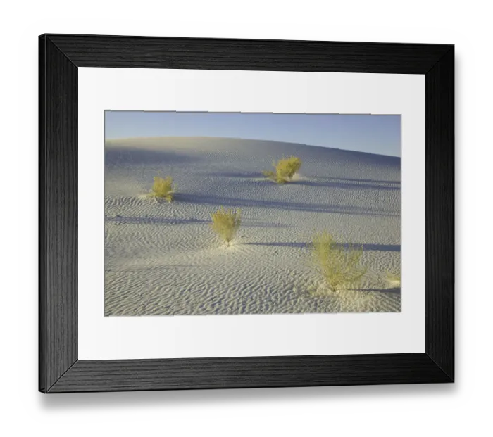 Framed Print : desert plants, White Sands National Monument, NM Framed Print : desert plants, White Sands National Monument, NM