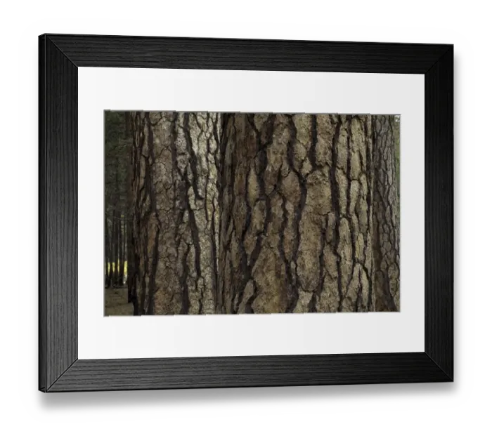 Framed Print : Ponderosa pines, Yosemite National Park, Ca Framed Print : Ponderosa pines, Yosemite National Park, Ca